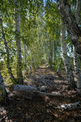 Fototapeta premium abandoned birch alley