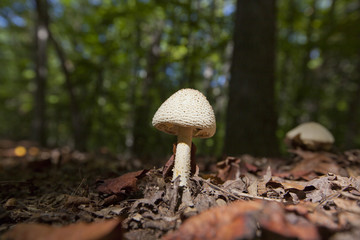 Mushrooms growing on the forest floor in North Carolina.