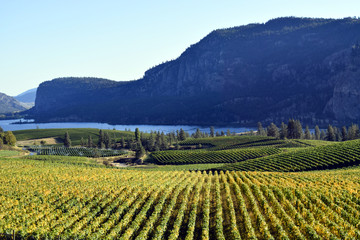 Fototapeta na wymiar Okanagan Vineyard Winery British Columbia