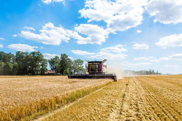 Obraz premium Combine working on the wheat field