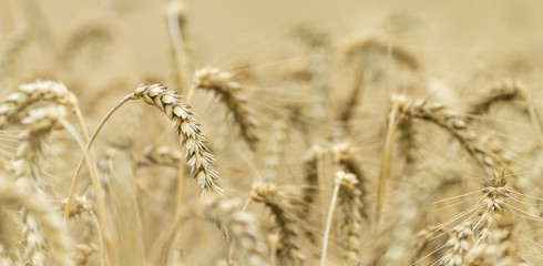 Wheat Field