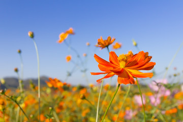 Closeup Orange cosmos flowers or Sulfur cosmos