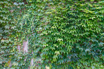 ivy background