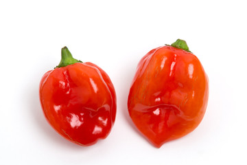 トウガラシ　ハバネロ