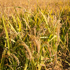 Rice field macro