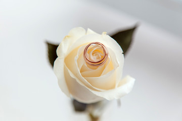 Wedding Rings on the Rose