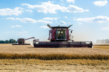 Fototapeta premium Combine working on the wheat field