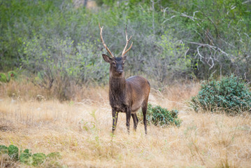 Sika Deer Buck