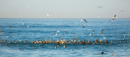 Sea Birds