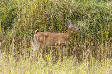 Naklejka na ściany i meble Side view of deer in grass.