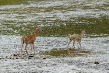 Deer and doe crossing river.