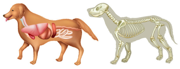 Anatomy and skelton of dog