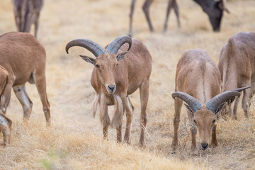 Aoudad Ram Standing