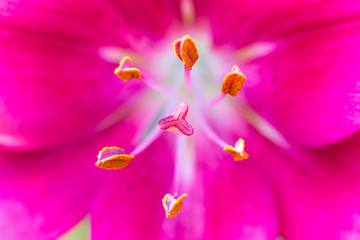 Pink flowers in the garden, floral field green background.