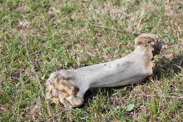 animal bone