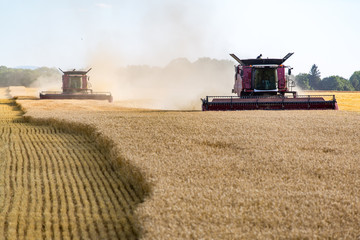 Fototapeta premium Combine working on the wheat field