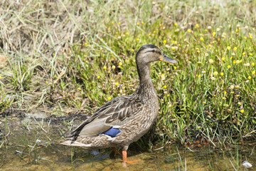 Female of Mallard, Anas platyrhynchos, in a small stream. Photo taken in Aldan, Cangas de Morrazo, Vigo estuary, Pontevedra, Spain