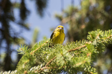 Specimen of European serin, Serinus serinus, perched on a branch of Norway spruce. Photo taken in Colmenar Viejo, Madrid, Spain