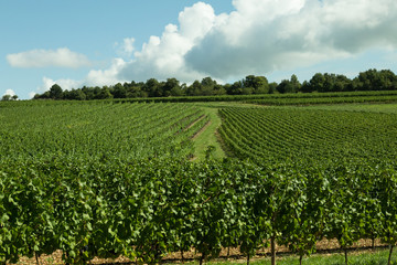 Fototapeta na wymiar vineyards in the Burgundy region of France