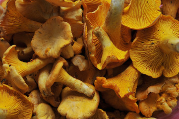 Chanterelles mushrooms 