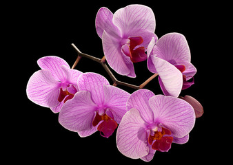 Pink orchid on black