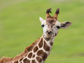 Giraffe Giraffenkind
