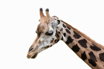 Giraffe isoliert