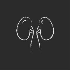 Kidney icon drawn in chalk.
