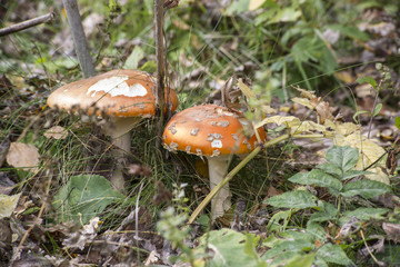 Amanita