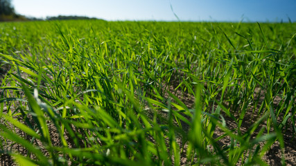 Grassland, Out of focus