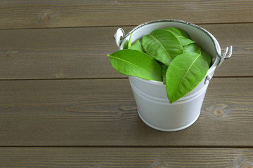 citrus green leaves in a white bucket on a brown wooden table