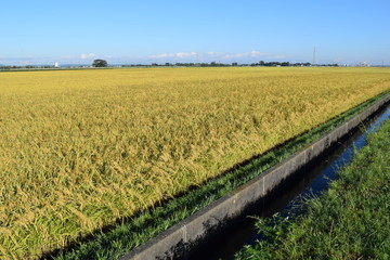 Fototapeta na wymiar 稲刈り前の稲穂／山形県の庄内地方で、稲刈り前の稲穂を撮影した写真です。