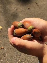 どんぐりひろい