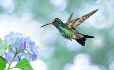 Fototapeta na wymiar Dreamy image of a Ruby-throated Hummingbird