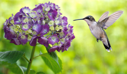 Hummingbird Hovering on Hydrangea