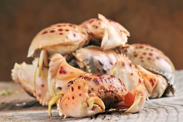 Splendid Red Spooner Crab