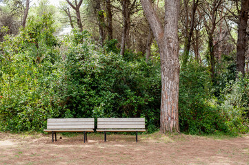Garden with empty wooden bench and tree