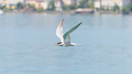 Common Tern in flight