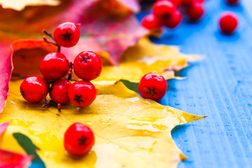 Fall background colour leaves rowan fruit on blue boards