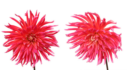 Pink dahlia flowers
