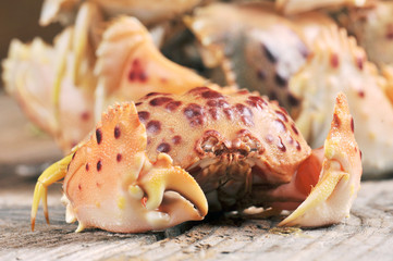 Splendid Red Spooner Crab