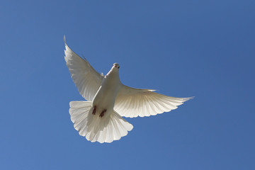 Fototapeta premium White dove