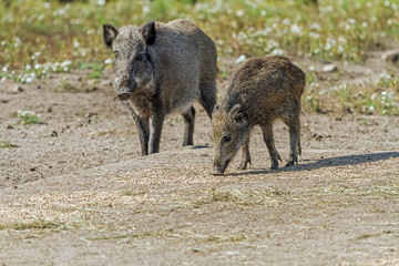 two wild hog