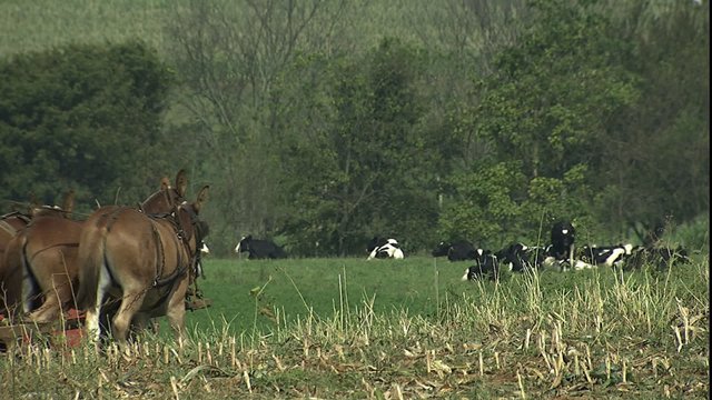Cows, Amish farmer & mule team enter shot