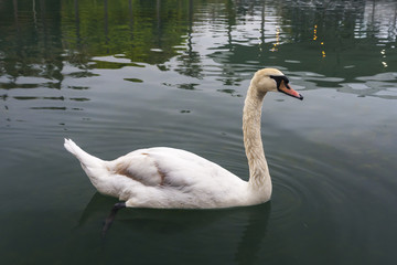 white swan (Cygnus olor) in the pond  