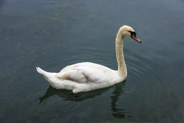 white swan (Cygnus olor) in the pond  