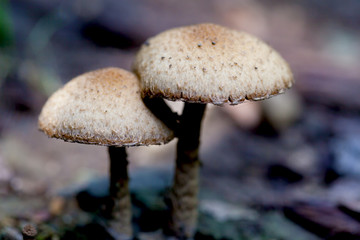 Couple of mushroom