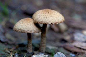 Couple of mushroom