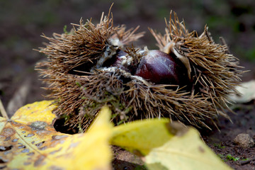 Chestnut