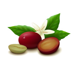 Coffee on white background